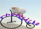 DetroitCheapcycle