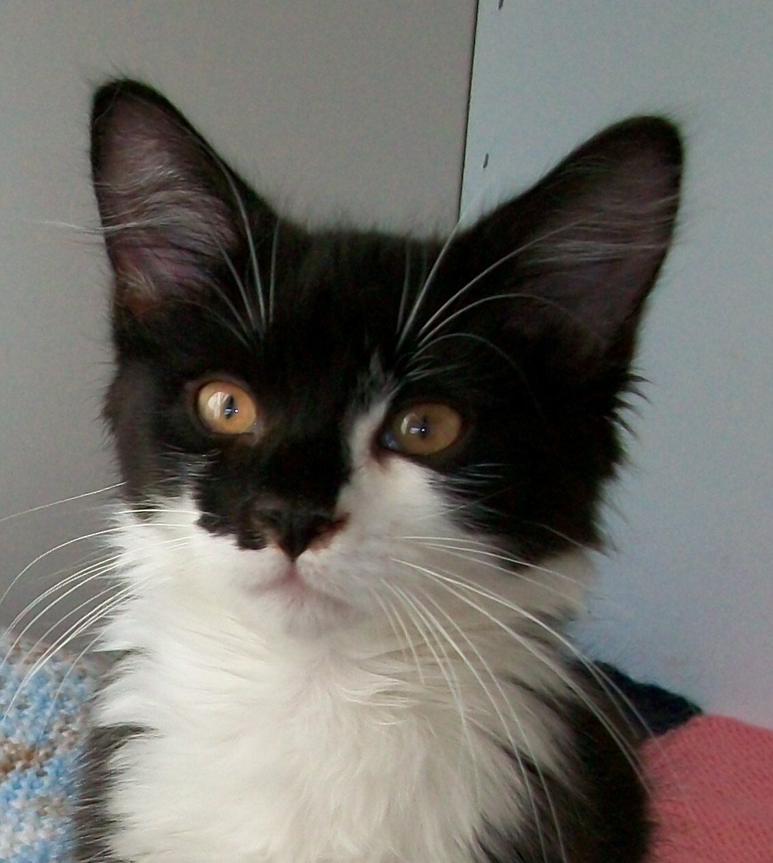 Somerset and Dorset Animal Rescue