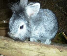 free stuff to be given away LITTLE GREY RABBIT