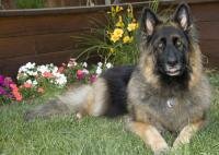 Pet Photos